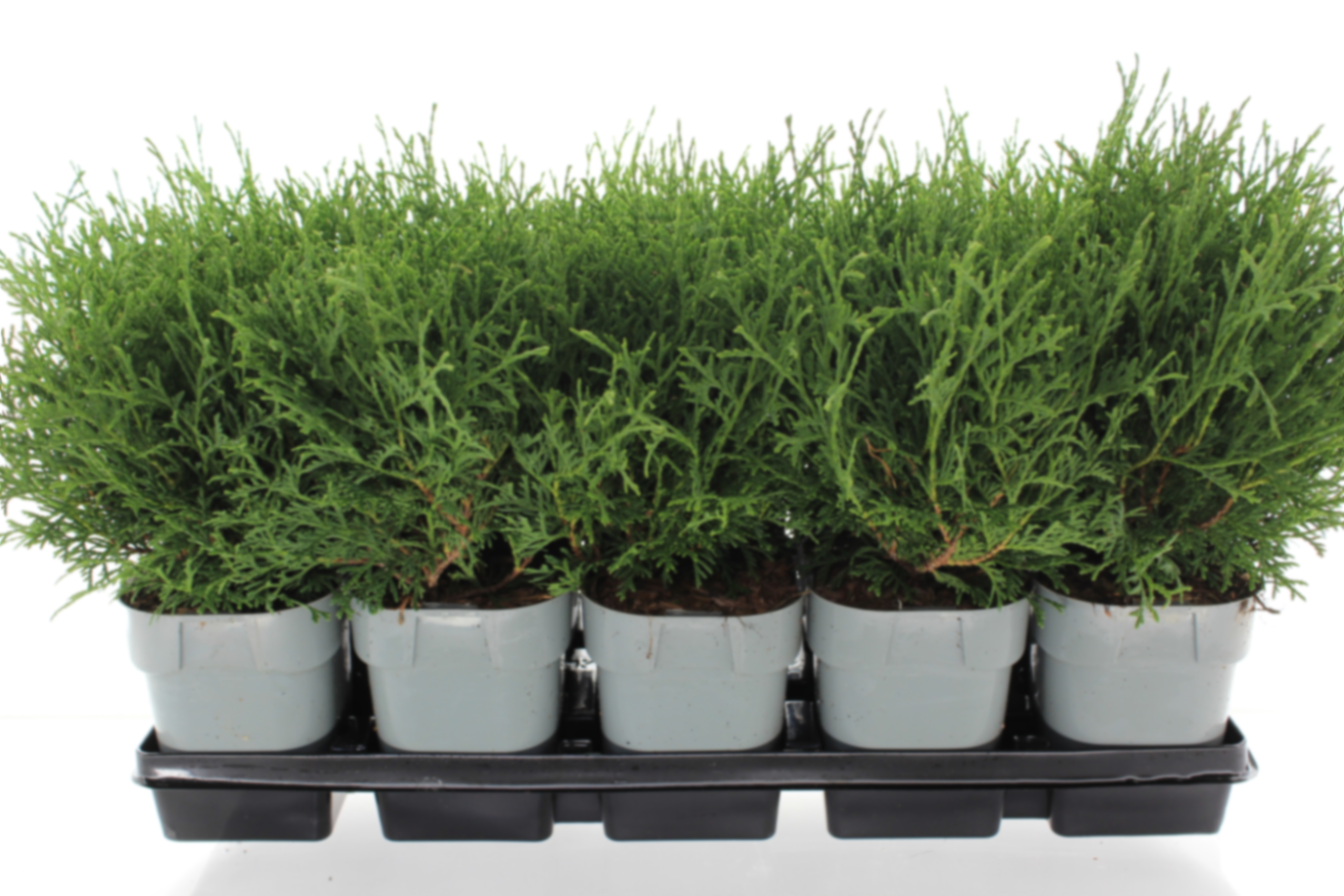 Туя западная Тини Тим